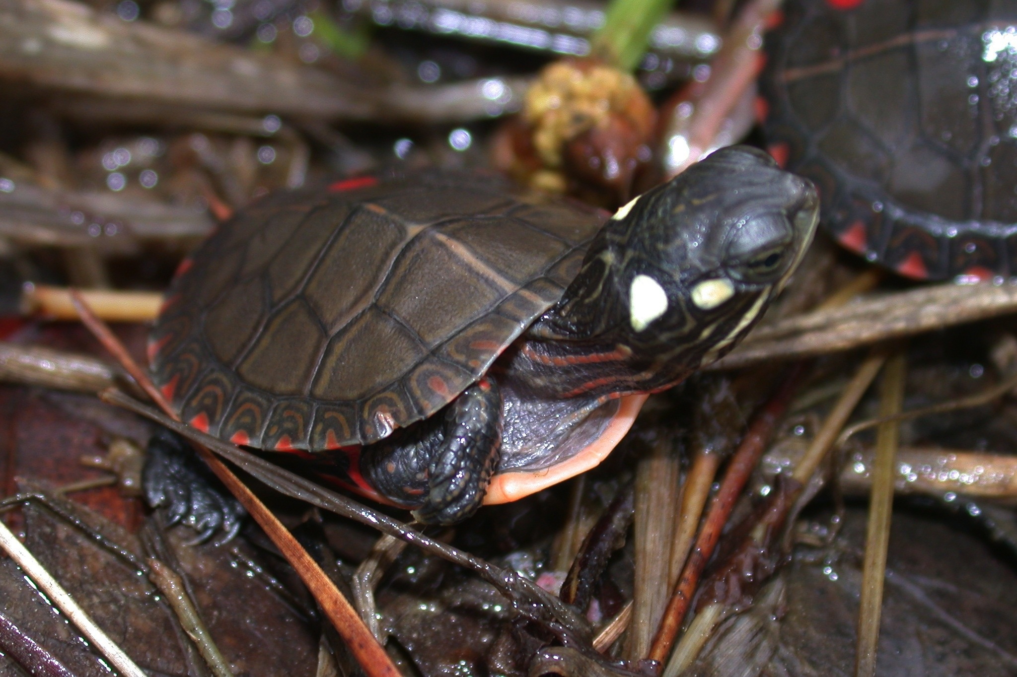Painted turtle hatchling Photo by JD Willson