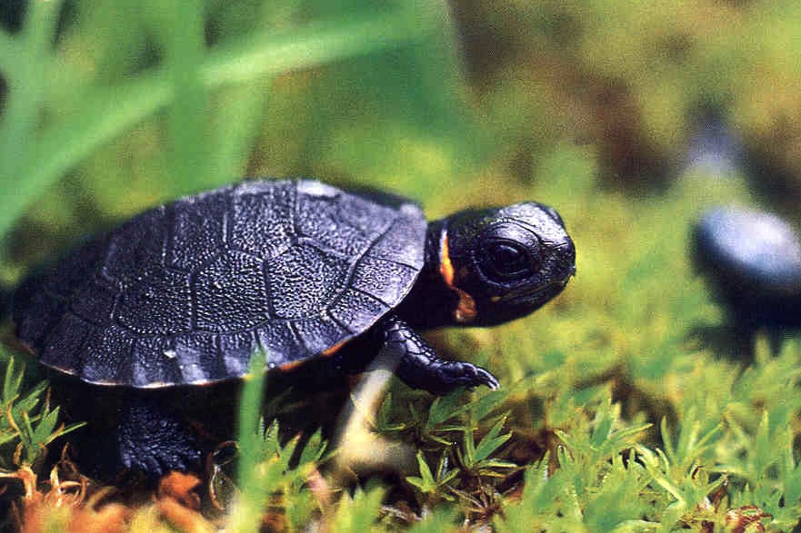 Bog turtle hatchling Photo by RT Zappalorti