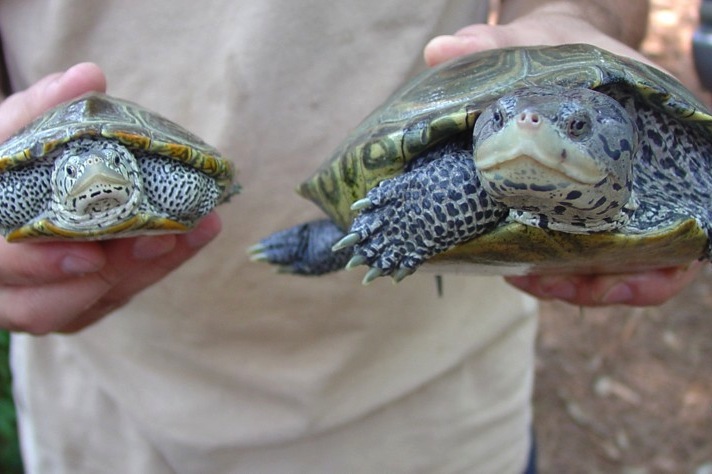 Female terrapins are much larger than males Photo by Audrey Heupel