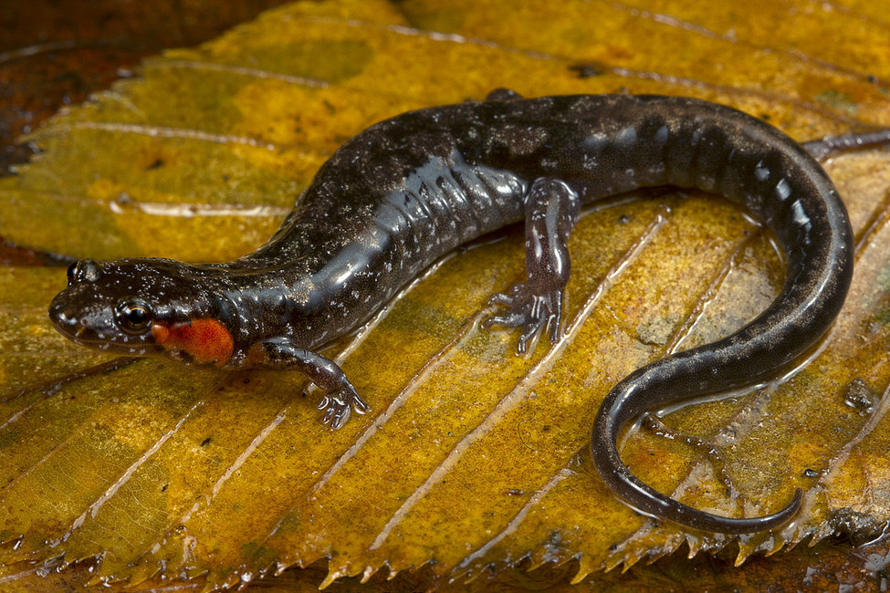 Ocoee Salamander Photo by Todd Pierson