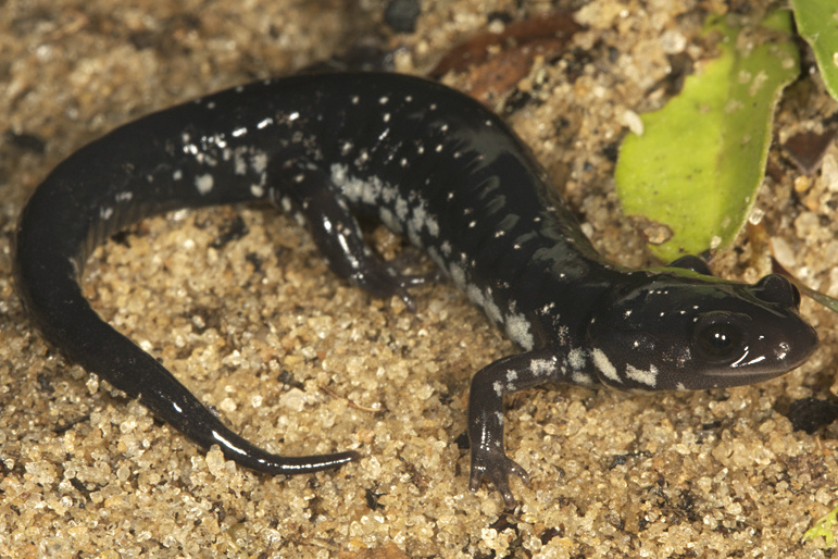 Atlantic Coast Slimy Salamander Photo by Todd Pierson