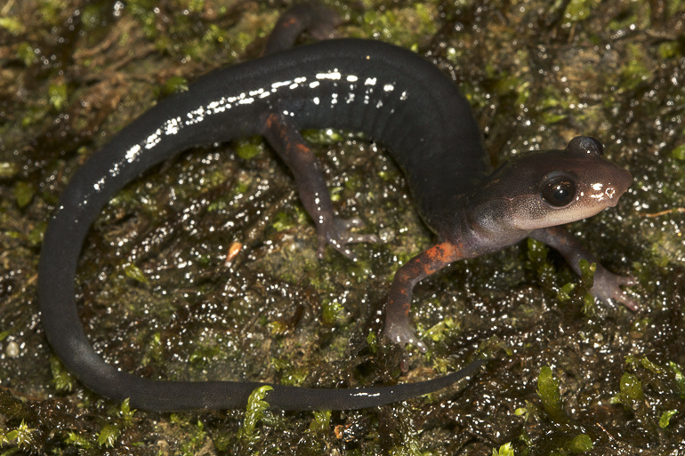 Cheoah Bald Salamander Photo by Todd Pierson